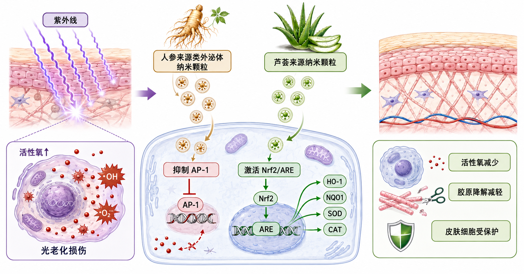 从人参、芦荟到苍术：植物来源细胞外囊泡会成为护肤研究的新方向吗？