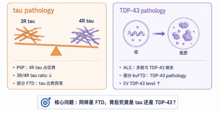 细胞外囊泡里的 tau 和 TDP-43：神经退行性疾病生物标志物研究新进展