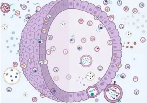 科研分享｜细胞外囊泡工程化： 从生物信使到智能治疗平台的跃迁