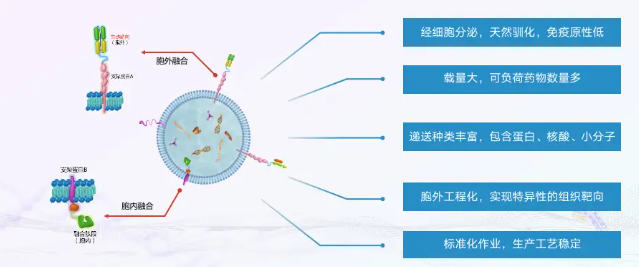 科研分享｜细胞外囊泡工程化： 从生物信使到智能治疗平台的跃迁